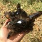 1248g Natural smoky black quartz cluster crystal specimen healing JQ27