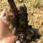 1248g Natural smoky black quartz cluster crystal specimen healing JQ27