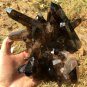 1248g Natural smoky black quartz cluster crystal specimen healing JQ27