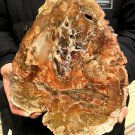 2717g COLORFUL RAINBOW FANTASTIC Madagascar Petrified Wood Round Slab Bark #DMH3