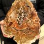 2717g COLORFUL RAINBOW FANTASTIC Madagascar Petrified Wood Round Slab Bark #DMH3
