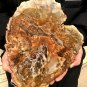 2717g COLORFUL RAINBOW FANTASTIC Madagascar Petrified Wood Round Slab Bark #DMH3