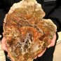 2717g COLORFUL RAINBOW FANTASTIC Madagascar Petrified Wood Round Slab Bark #DMH3