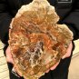 2717g COLORFUL RAINBOW FANTASTIC Madagascar Petrified Wood Round Slab Bark #DMH3