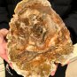 2717g COLORFUL RAINBOW FANTASTIC Madagascar Petrified Wood Round Slab Bark #DMH3