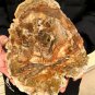 2717g COLORFUL RAINBOW FANTASTIC Madagascar Petrified Wood Round Slab Bark #DMH3