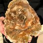 2717g COLORFUL RAINBOW FANTASTIC Madagascar Petrified Wood Round Slab Bark #DMH3