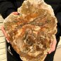 2717g COLORFUL RAINBOW FANTASTIC Madagascar Petrified Wood Round Slab Bark #DMH3