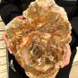 2717g COLORFUL RAINBOW FANTASTIC Madagascar Petrified Wood Round Slab Bark #DMH3