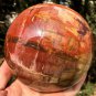 2379g Natural COLORFUL RAINBOW FANTASTIC Madagascar Petrified Wood Ball - #ZH28