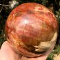 2379g Natural COLORFUL RAINBOW FANTASTIC Madagascar Petrified Wood Ball - #ZH28