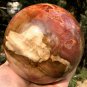 2379g Natural COLORFUL RAINBOW FANTASTIC Madagascar Petrified Wood Ball - #ZH28