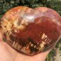 1113g Natural COLORFUL RAINBOW FANTASTIC Madagascar Petrified Wood heart - #ZH75