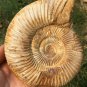 polished Ammonite Nautilus Shell Jurrassic Fossil Specimen Madagascar 657g BL8