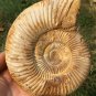 polished Ammonite Nautilus Shell Jurrassic Fossil Specimen Madagascar 657g BL8
