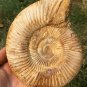 polished Ammonite Nautilus Shell Jurrassic Fossil Specimen Madagascar 657g BL8