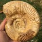 polished Ammonite Nautilus Shell Jurrassic Fossil Specimen Madagascar 657g BL8