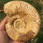 polished Ammonite Nautilus Shell Jurrassic Fossil Specimen Madagascar 657g BL8