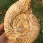 polished Ammonite Nautilus Shell Jurrassic Fossil Specimen Madagascar 657g BL8