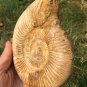 polished Ammonite Nautilus Shell Jurrassic Fossil Specimen Madagascar 657g BL8