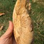 polished Ammonite Nautilus Shell Jurrassic Fossil Specimen Madagascar 657g BL8