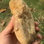polished Ammonite Nautilus Shell Jurrassic Fossil Specimen Madagascar 657g BL8