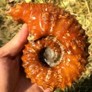 778g Natural Douvilleiceras Polished "Goat Horn" Fossil Ammonite crystal #DZ37