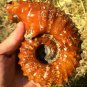 778g Natural Douvilleiceras Polished "Goat Horn" Fossil Ammonite crystal #DZ37