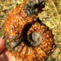 778g Natural Douvilleiceras Polished "Goat Horn" Fossil Ammonite crystal #DZ37