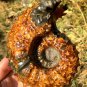 778g Natural Douvilleiceras Polished "Goat Horn" Fossil Ammonite crystal #DZ37