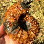 778g Natural Douvilleiceras Polished "Goat Horn" Fossil Ammonite crystal #DZ37