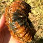 778g Natural Douvilleiceras Polished "Goat Horn" Fossil Ammonite crystal #DZ37