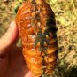 778g Natural Douvilleiceras Polished "Goat Horn" Fossil Ammonite crystal #DZ37