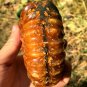 778g Natural Douvilleiceras Polished "Goat Horn" Fossil Ammonite crystal #DZ37