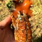 778g Natural Douvilleiceras Polished "Goat Horn" Fossil Ammonite crystal #DZ37