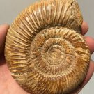 polished Ammonite Nautilus Shell Jurrassic Fossil Specimen Madagascar 199g DZ49