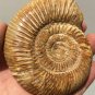 polished Ammonite Nautilus Shell Jurrassic Fossil Specimen Madagascar 199g DZ49
