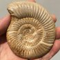 polished Ammonite Nautilus Shell Jurrassic Fossil Specimen Madagascar 199g DZ49