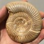 polished Ammonite Nautilus Shell Jurrassic Fossil Specimen Madagascar 199g DZ49