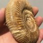 polished Ammonite Nautilus Shell Jurrassic Fossil Specimen Madagascar 199g DZ49
