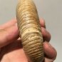 polished Ammonite Nautilus Shell Jurrassic Fossil Specimen Madagascar 199g DZ49