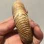 polished Ammonite Nautilus Shell Jurrassic Fossil Specimen Madagascar 199g DZ49