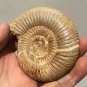 polished Ammonite Nautilus Shell Jurrassic Fossil Specimen Madagascar 199g DZ49