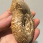 polished Ammonite Nautilus Shell Jurrassic Fossil Specimen Madagascar 199g DZ49