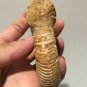 polished Ammonite Nautilus Shell Jurrassic Fossil Specimen Madagascar 199g DZ49