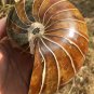 Natural Ammonite Nautilus Shell Jurrassic Fossil Specimen Madagascar 871g #DZ76