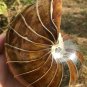Natural Ammonite Nautilus Shell Jurrassic Fossil Specimen Madagascar 871g #DZ76