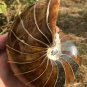Natural Ammonite Nautilus Shell Jurrassic Fossil Specimen Madagascar 871g #DZ76