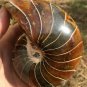 Natural Ammonite Nautilus Shell Jurrassic Fossil Specimen Madagascar 871g #DZ76