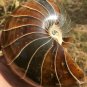 Natural Ammonite Nautilus Shell Jurrassic Fossil Specimen Madagascar 871g #DZ76